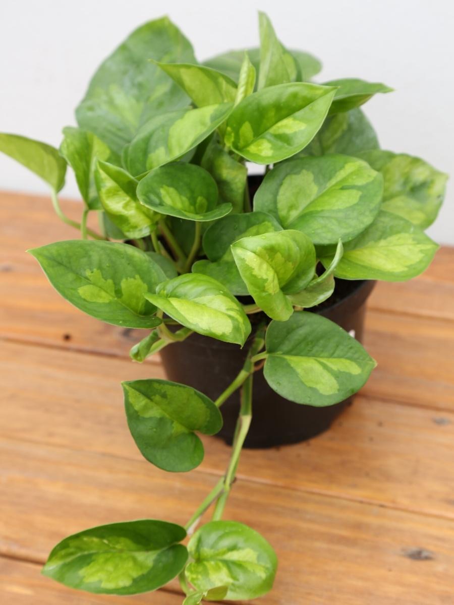 Pothos 'Global Green' 6