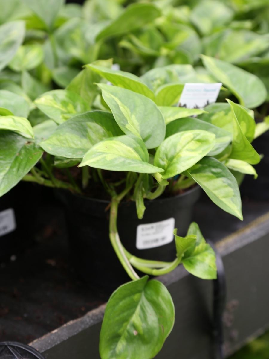 Pothos 'Global Green' 6