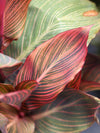 Canna Tropicanna® 3G