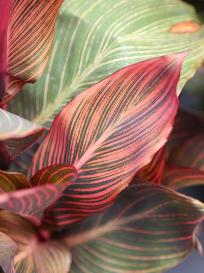 Canna Tropicanna® 3G