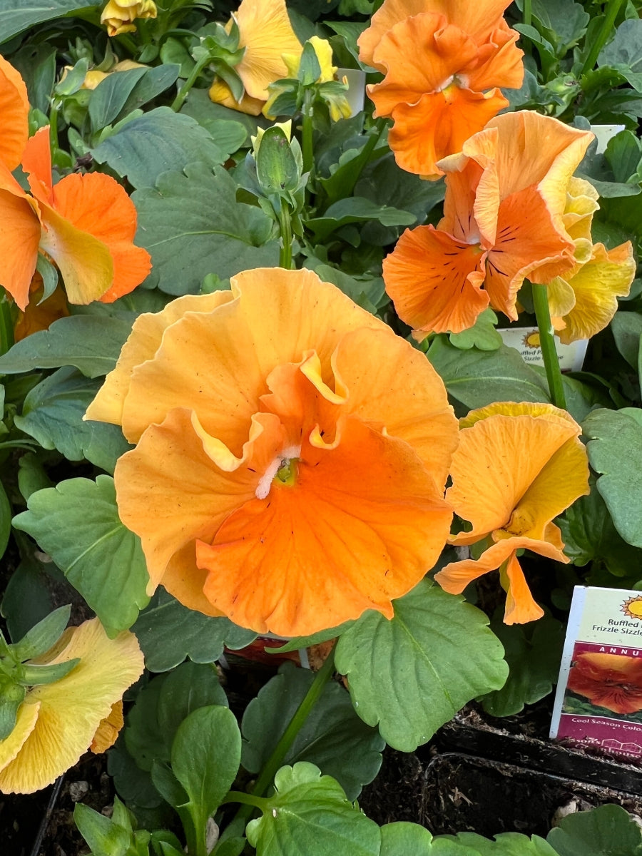 Pansies