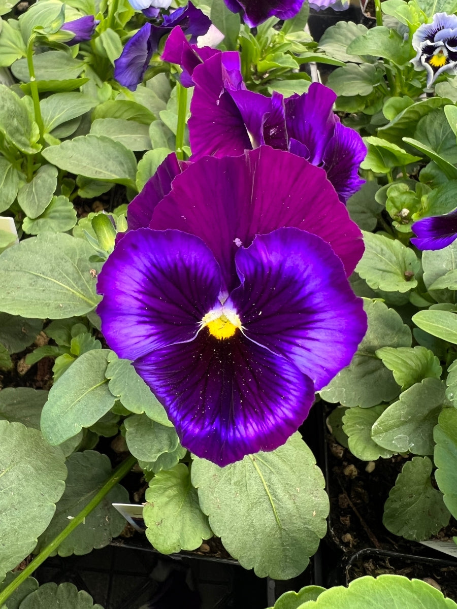 Pansies