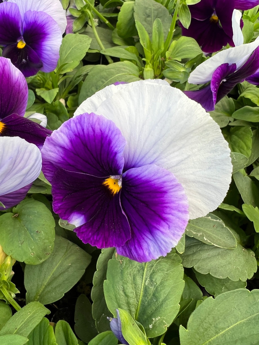 Pansies