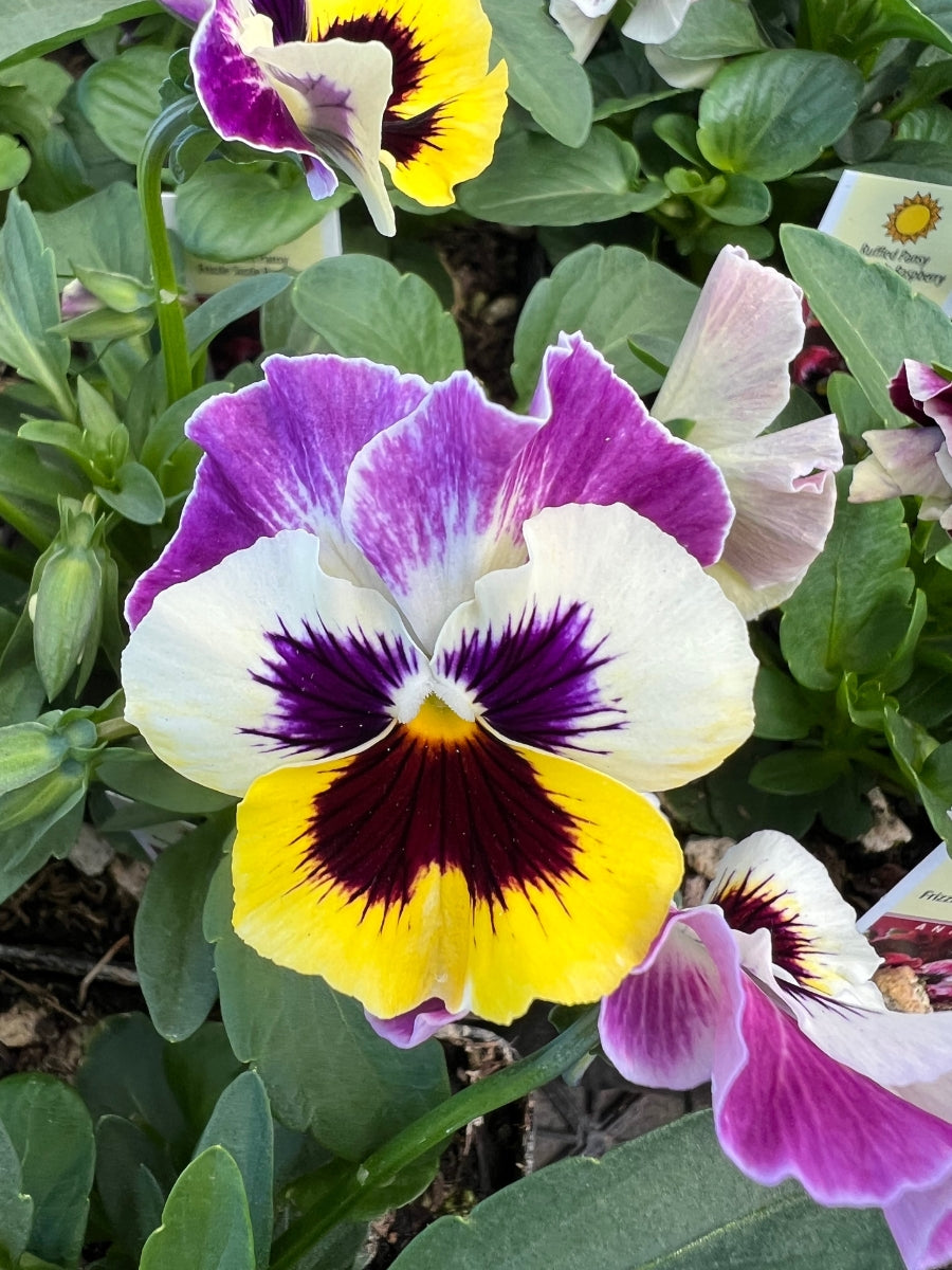 Pansies