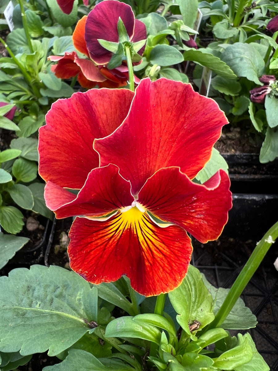 Pansies