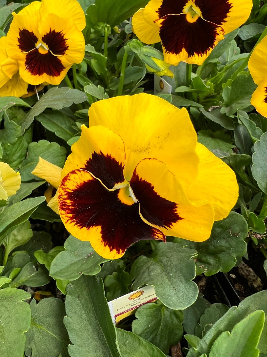 Pansies