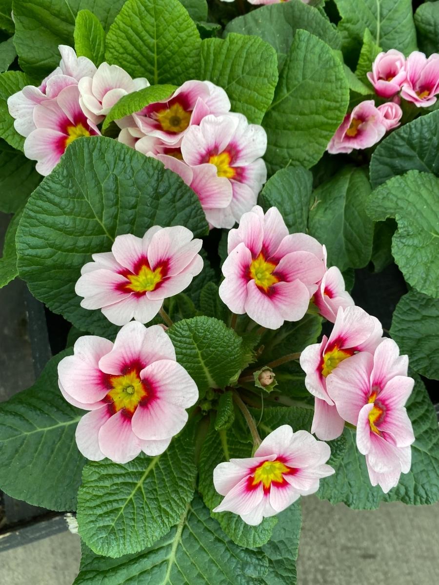 Primrose 4"