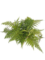 Athyrium Eared Lady Fern