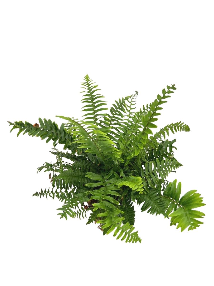 Sword Fern