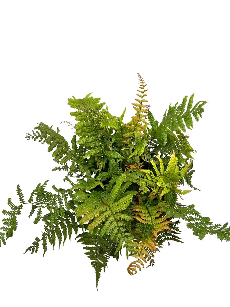 Jurassic Gold Wood Fern