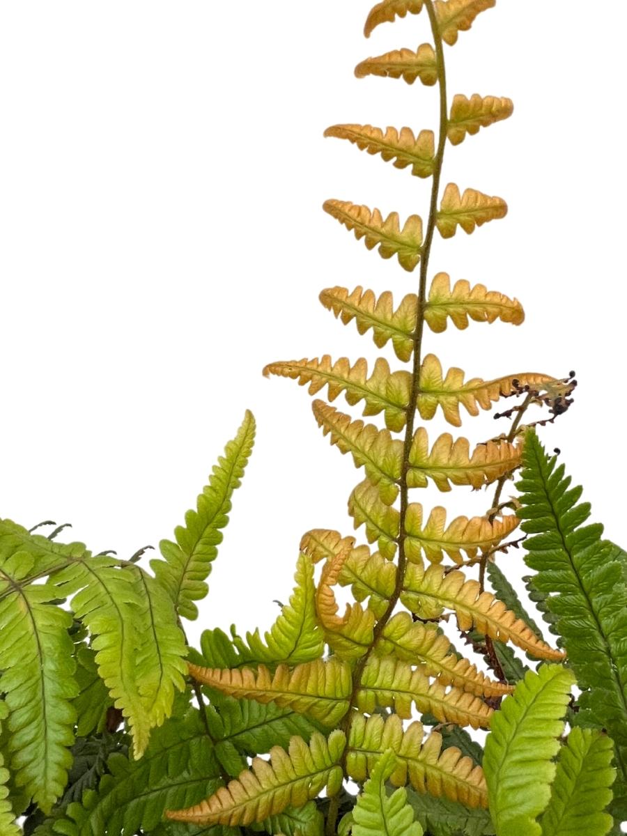 Jurassic Gold Wood Fern
