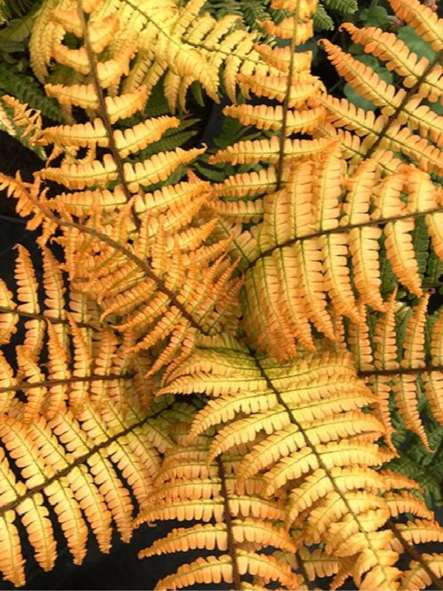 Jurassic Gold Wood Fern