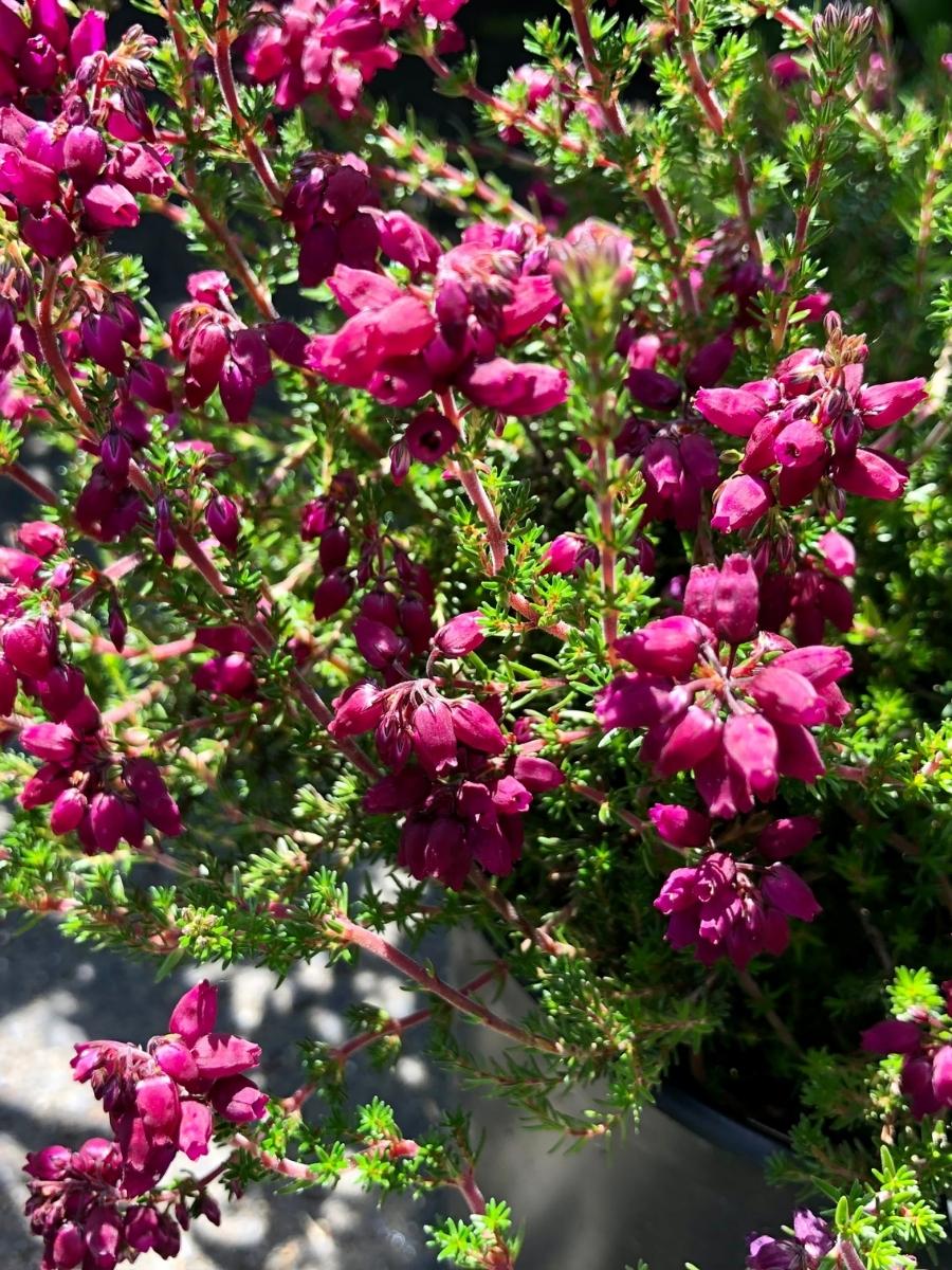 Evergreen Shrubs – Watson's Greenhouse