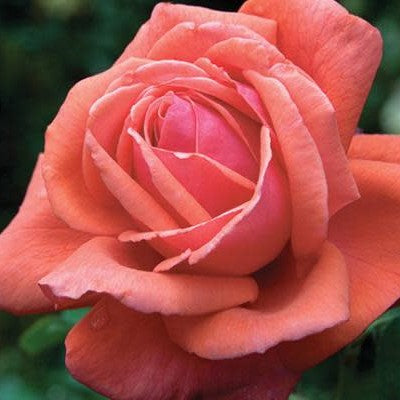 Hybrid Tea | Fragrant Cloud