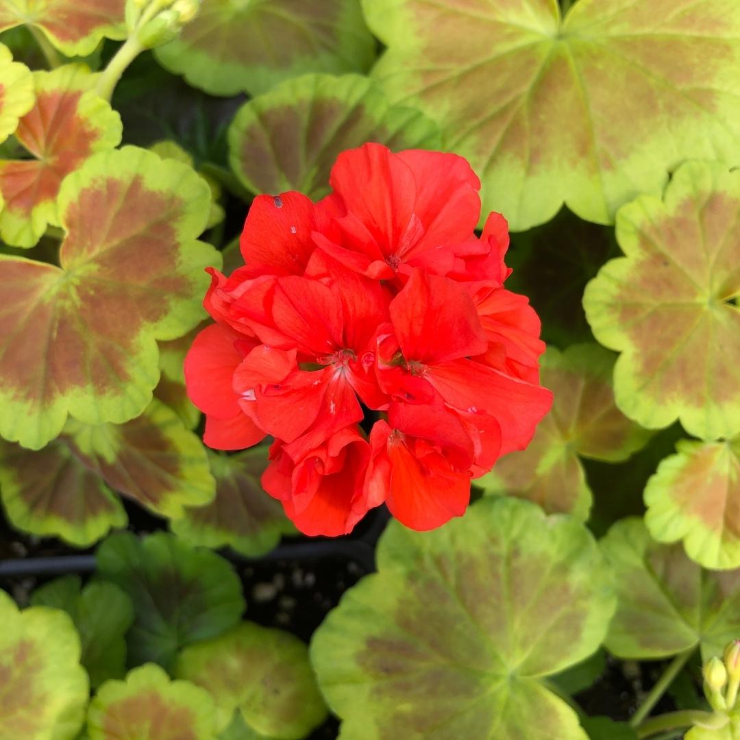 Geranium | Fancy Leaf Occold Shield