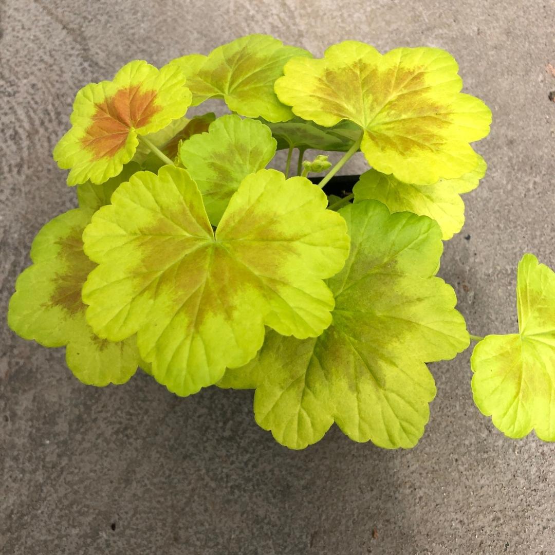 Geranium | Fancy Leaf Occold Shield
