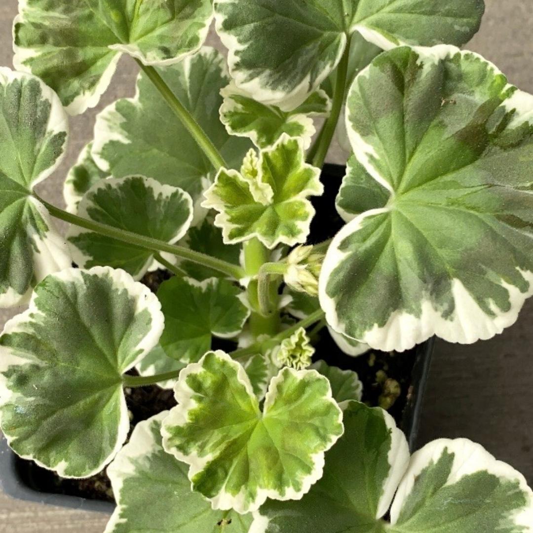 Geranium | Fancy Leaf Wilhelm Langguth