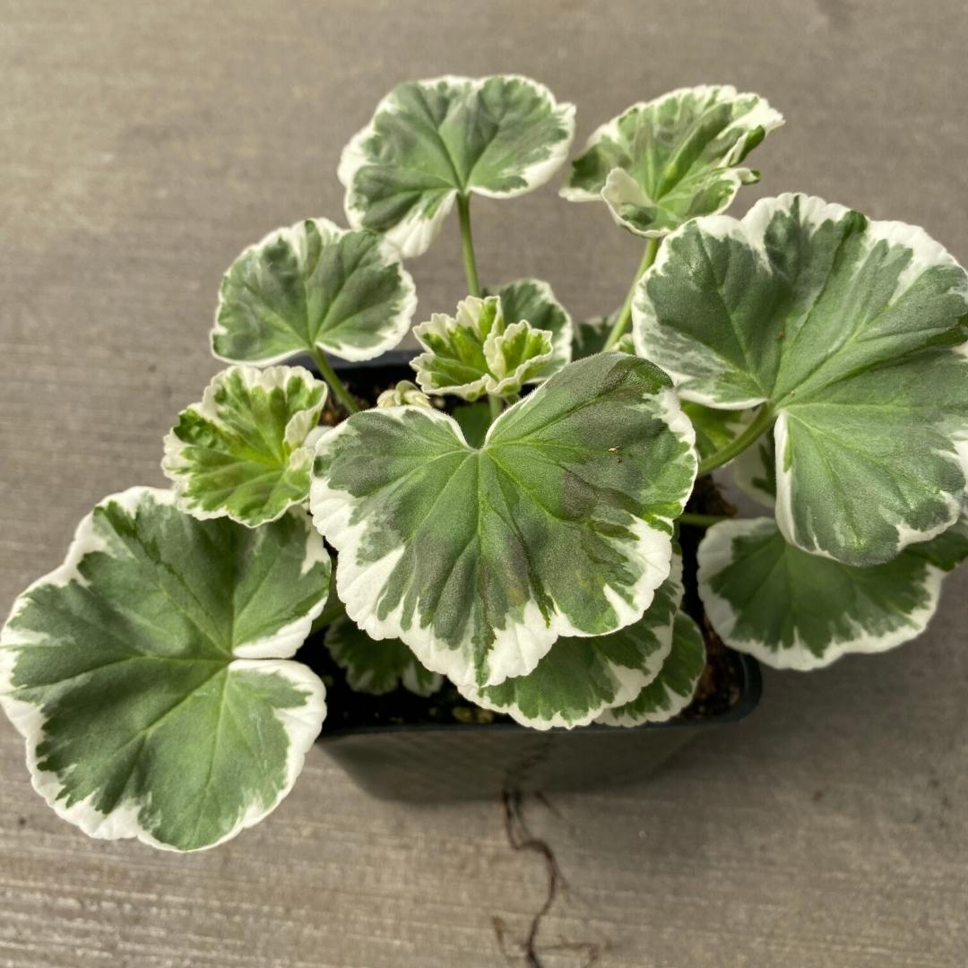 Geranium | Fancy Leaf Wilhelm Langguth