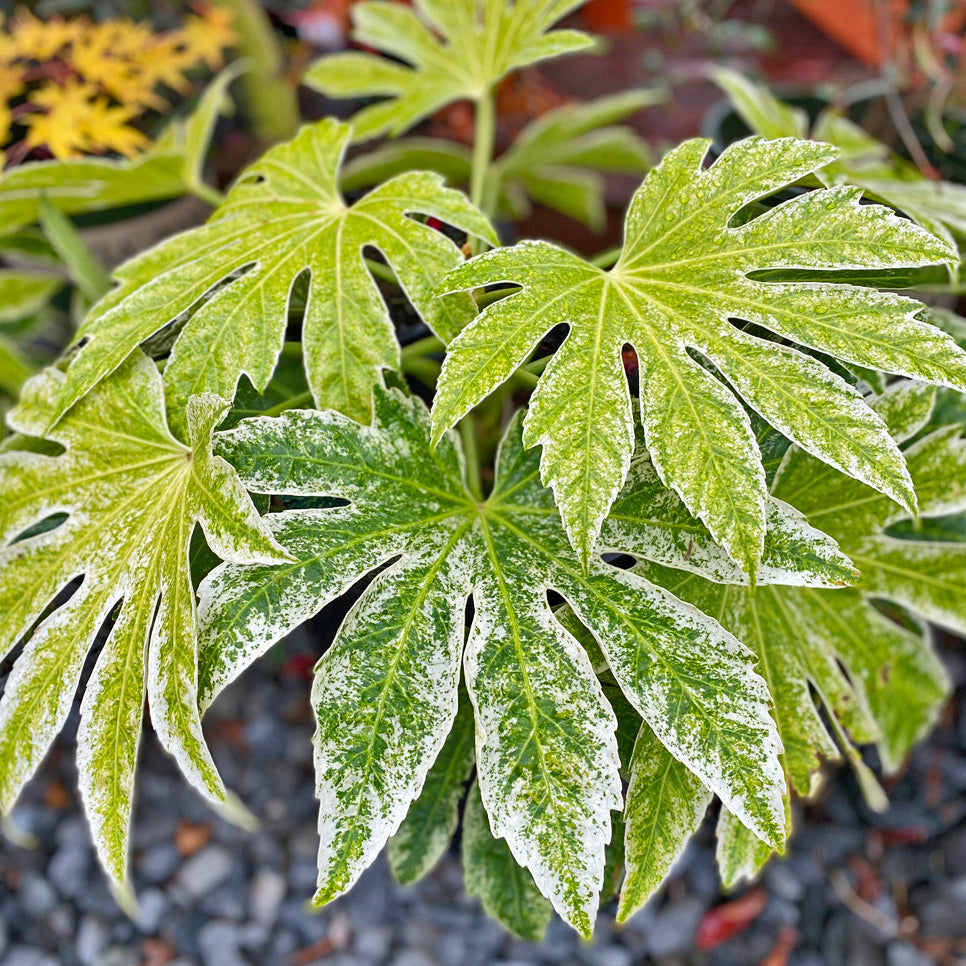 Watson's Greenhouse 