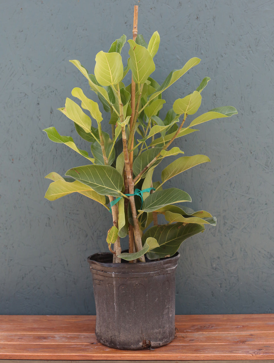 Ficus Audrey Bush 10"