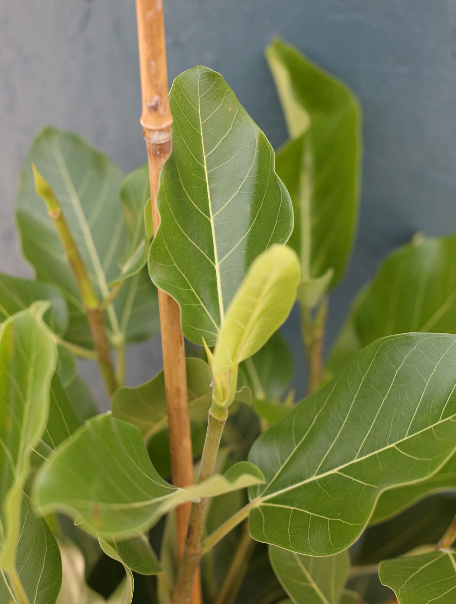 Ficus Audrey Bush 10"