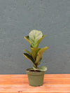 Ficus Lyrata Fiddle Leaf Fig 4"