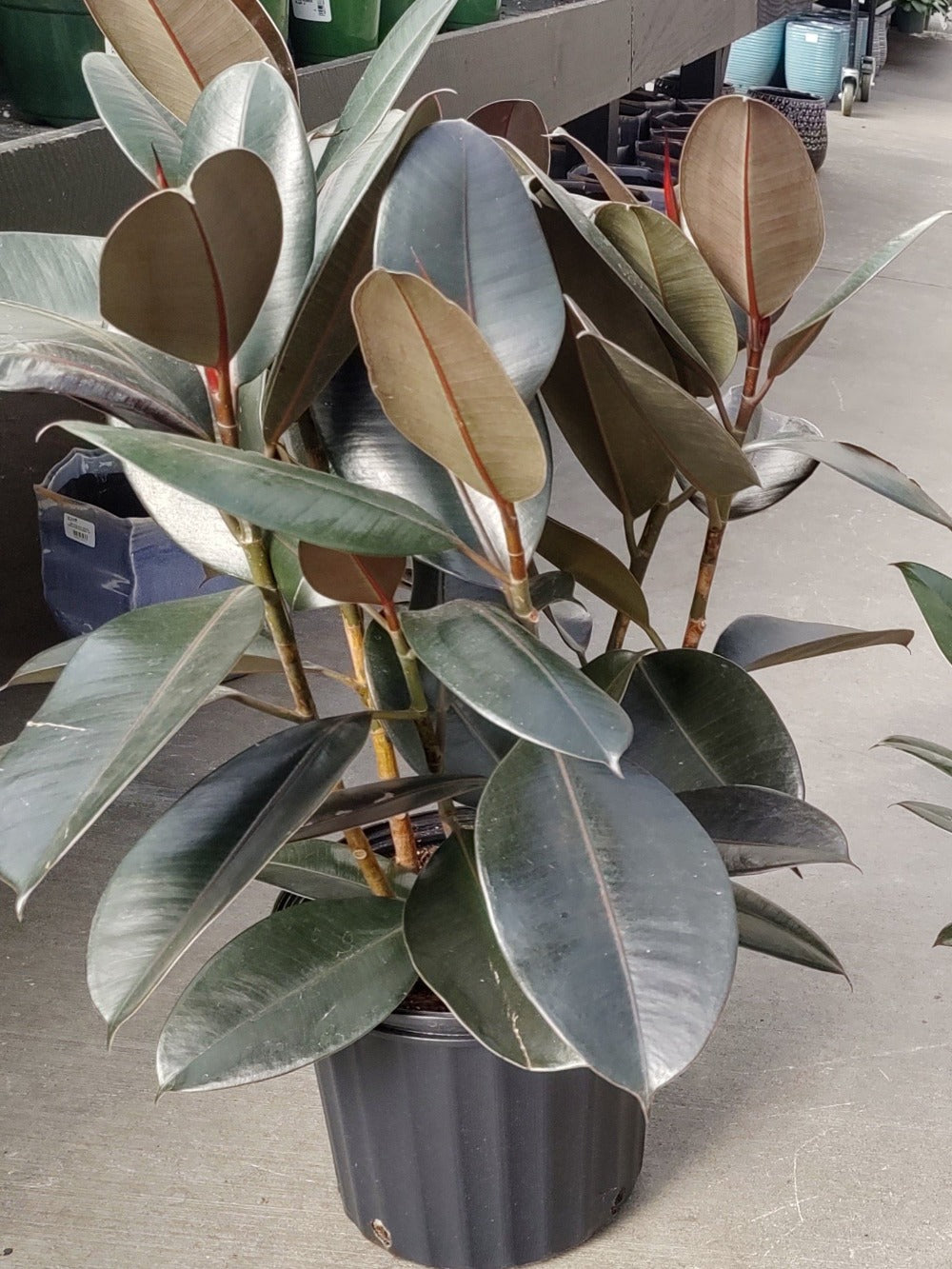 burgundy rubber trees 6 in. Ficus Burgundy Houseplant in Grower Container