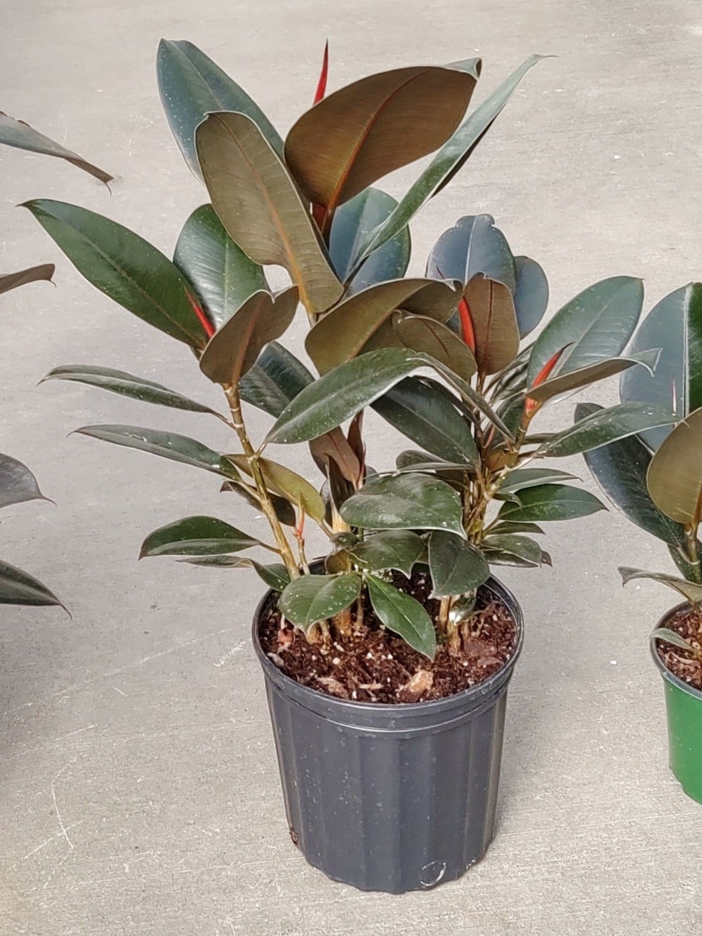 Ficus Rubber Plant Burgundy