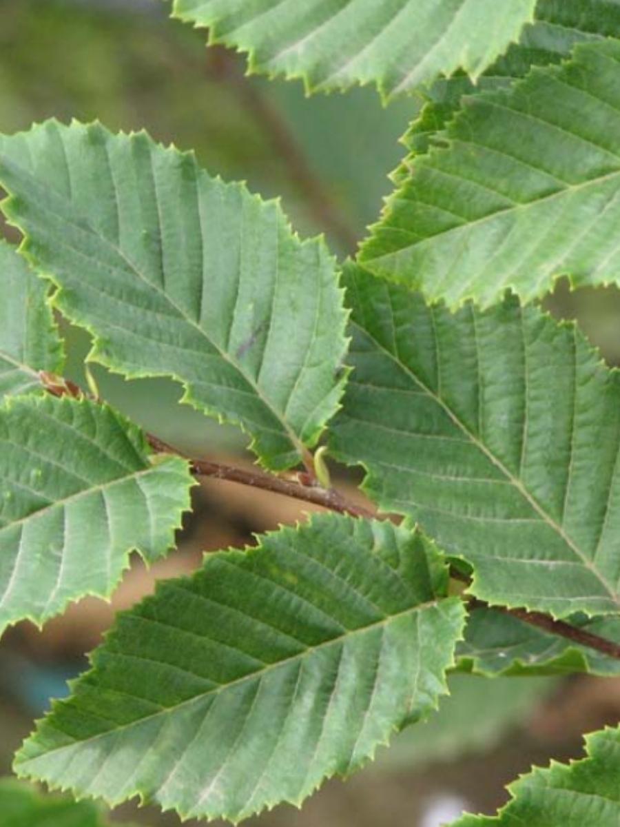 Carpinus Betulus Frans Fontaine Hornbeam