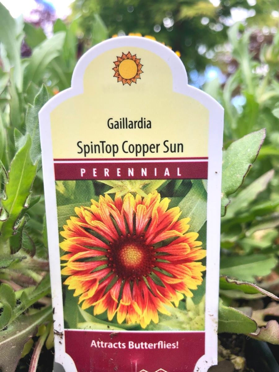 Gaillardia Spintop Copper Sun 1G