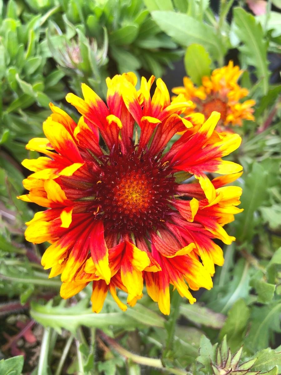 Gaillardia Spintop Copper Sun 1G