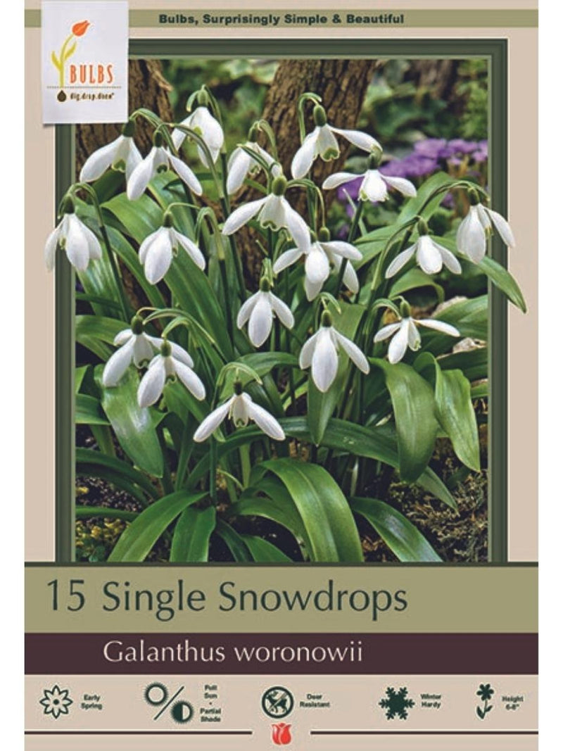 Galanthus 'Woronowii' Snowdrops - Bulb Pack