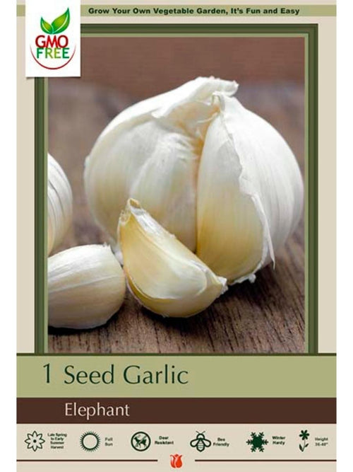 Seed Garlic 'Elephant' - Edible Bulb