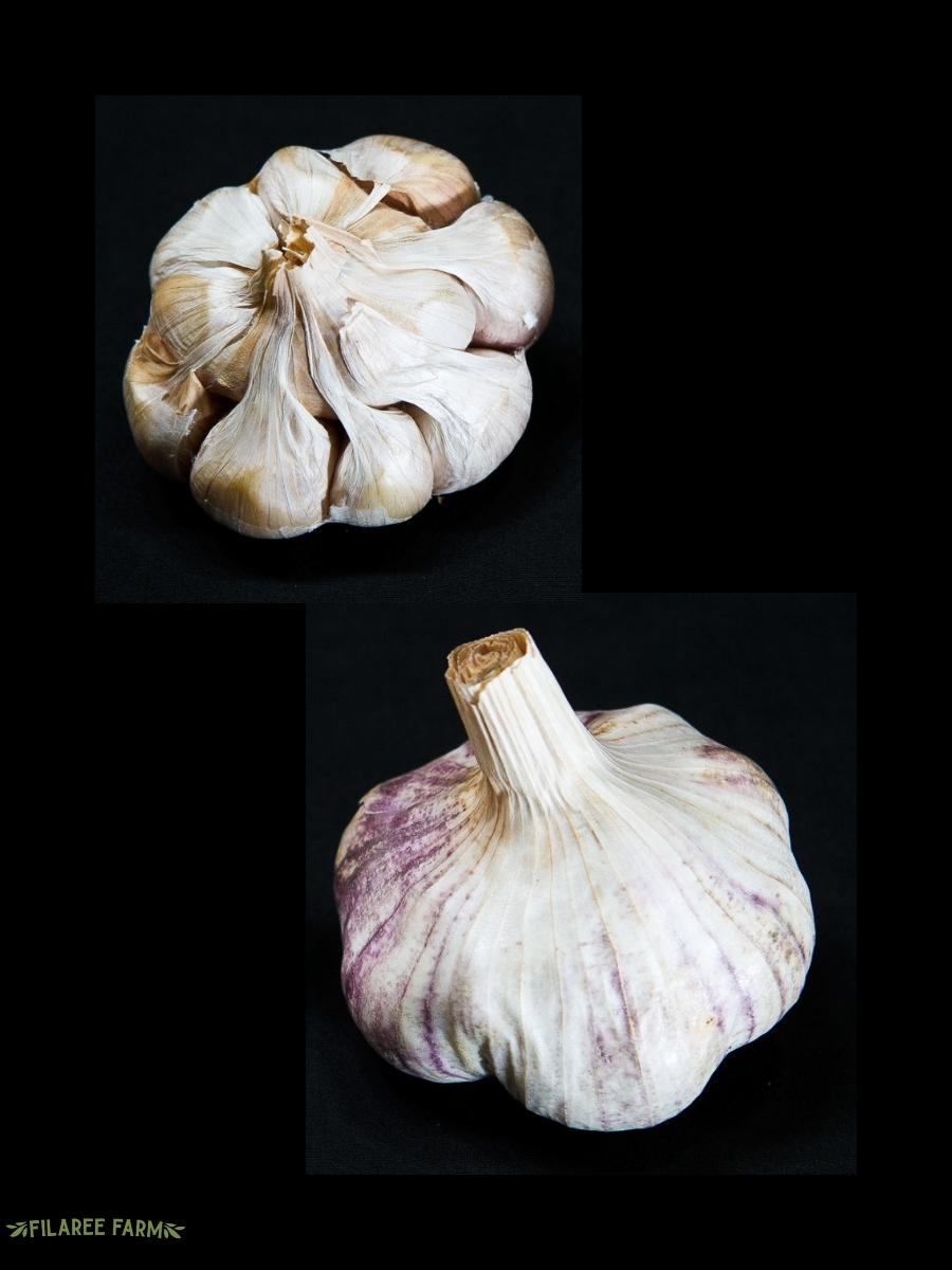 Garlic Softneck 'Island Star' - Edible Bulb