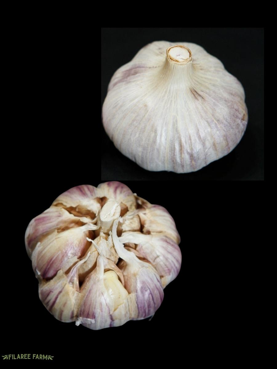 Garlic Hardneck 'Killarney Red' - Edible Bulb