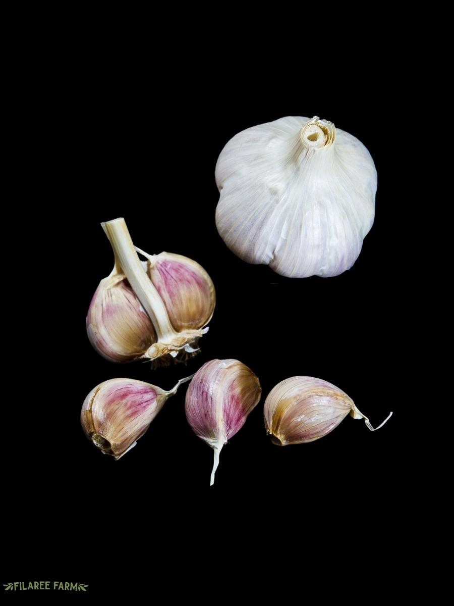 Garlic Hardneck 'Music' - Edible Bulb