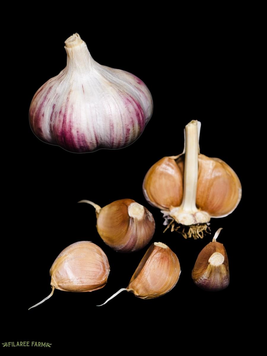 Garlic Hardneck 'Russian Red' - Edible Bulb