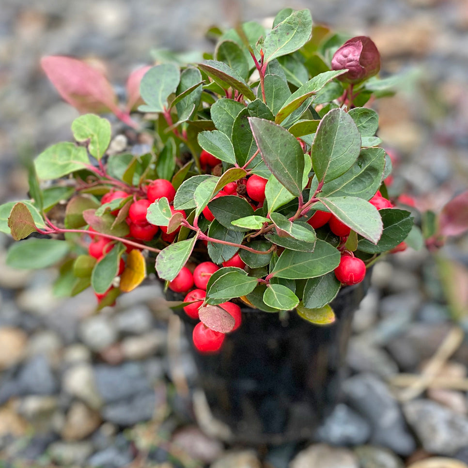 Gaultheria Procumbens Wintergreen