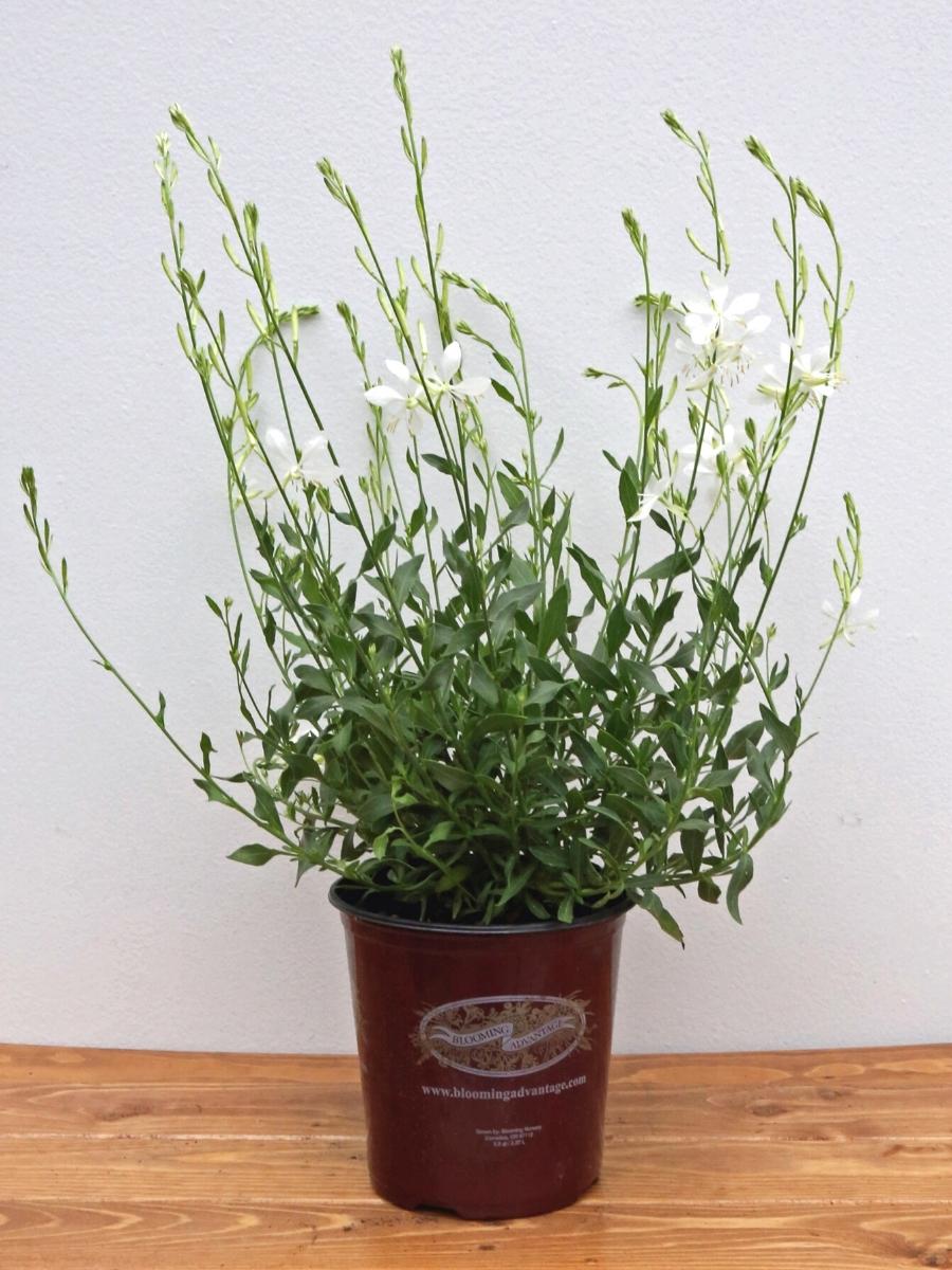Gaura So White