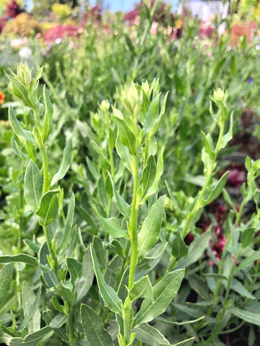 Gaura So White