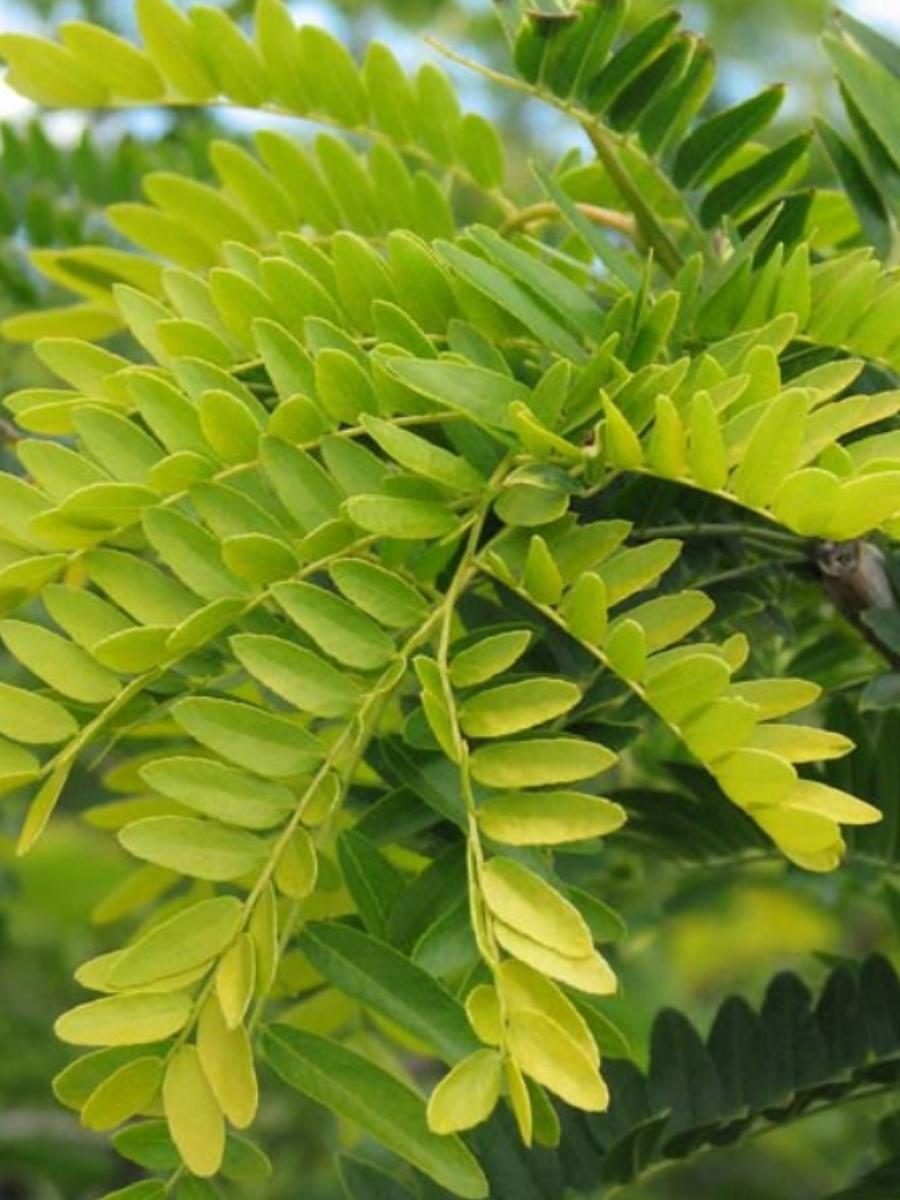 Honey locust Gleditsia Triacanthos Sunburst 10G