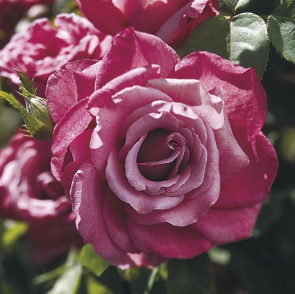 Hybrid Tea | Heirloom