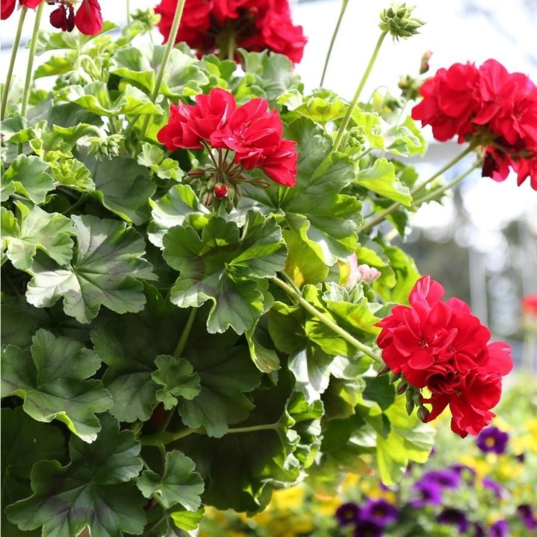 red and green hanging plant Hanging Basket Geranium