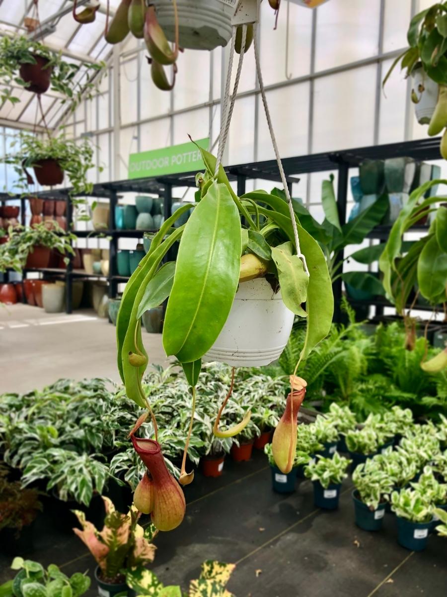 Carnivorous Pitcher Plant 6