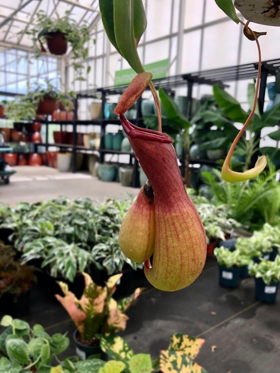 Carnivorous Pitcher Plant 6
