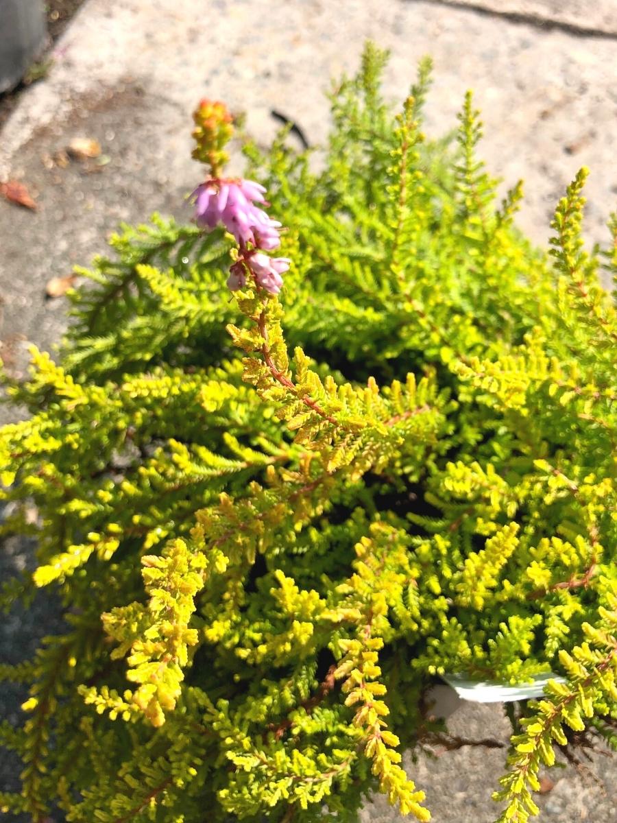 Calluna 'Blazeaway' 1G