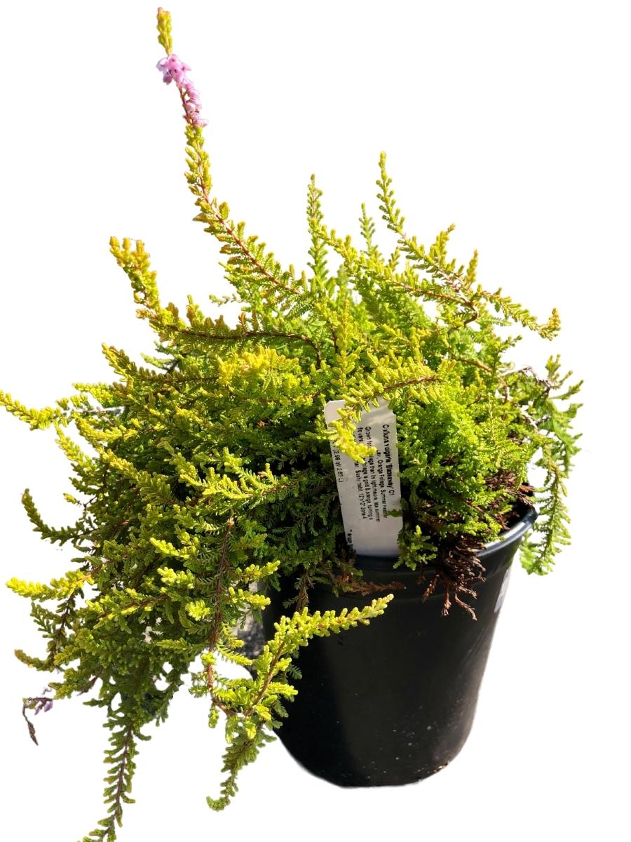 Calluna 'Blazeaway' 1G
