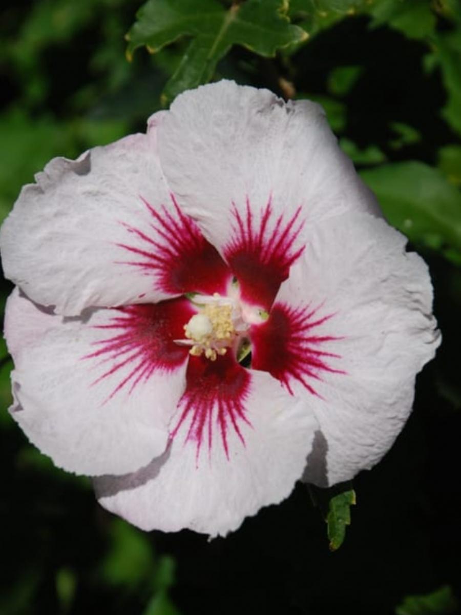 Hibiscus Rose of Sharon 'Helene' 2G