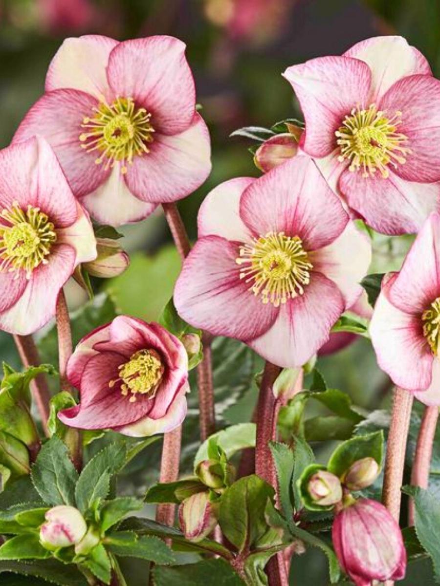 Hellebore Ice N Roses Carlotta 1G