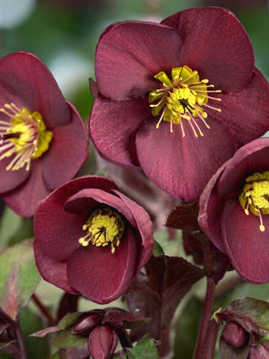 Hellebore Ice N Roses Merlot 1G